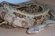 hog female