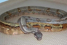 hog island male