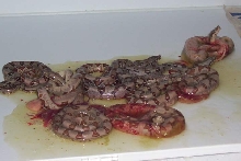 Monstertail hypo litter