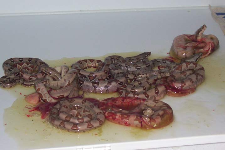 Monstertail hypo litter