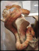 Red Male Tree Boa