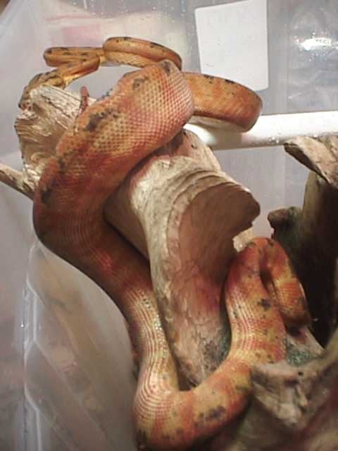 Red Male Tree Boa