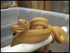 Yellow Amazon