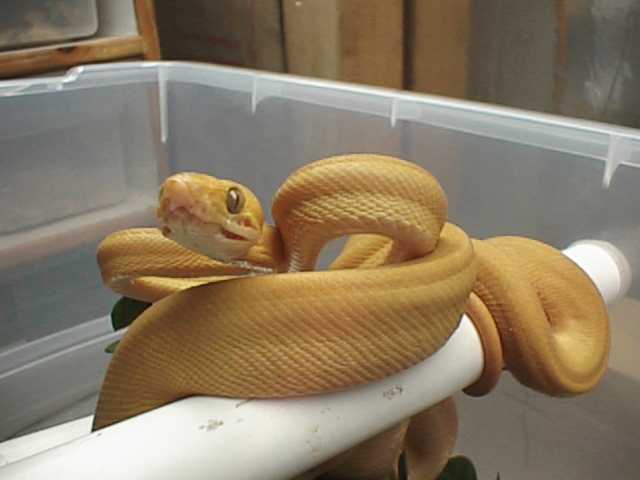 Yellow Amazon