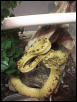 Yellow Male Tree Boa
