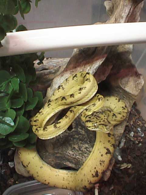 Yellow Male Tree Boa