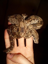 male nicaraguan boa