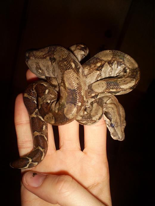 male nicaraguan boa