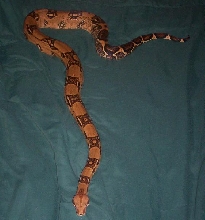 Nadia