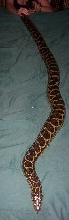 Tiny