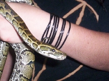 Eve-L