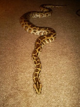 Lilith