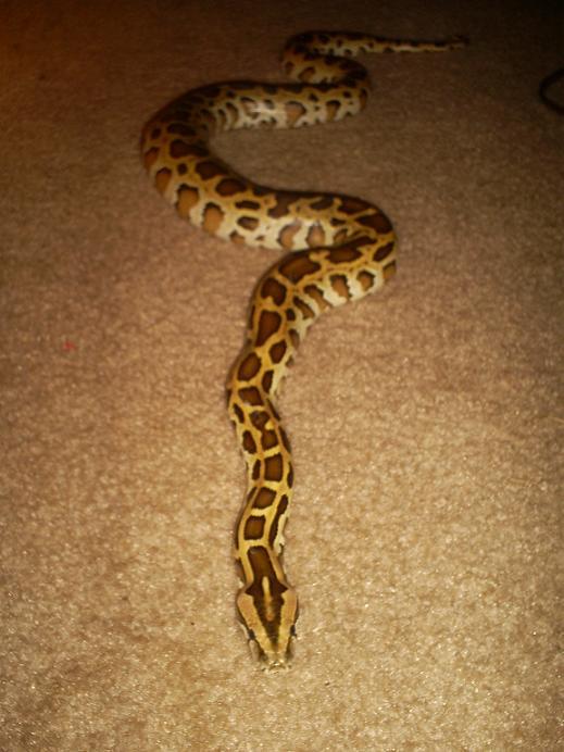 Lilith