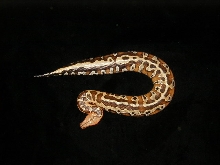 leopard blood