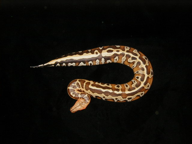 leopard blood