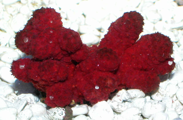 Saltwater - Austin Aquariums