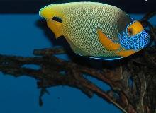 Saltwater Photos