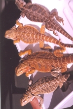 yellow/orange female (nicest one in pic)