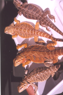 yellow/orange female (nicest one in pic)