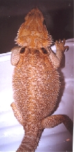 Sandfire female breeder