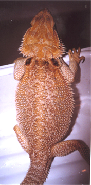 Sandfire female breeder