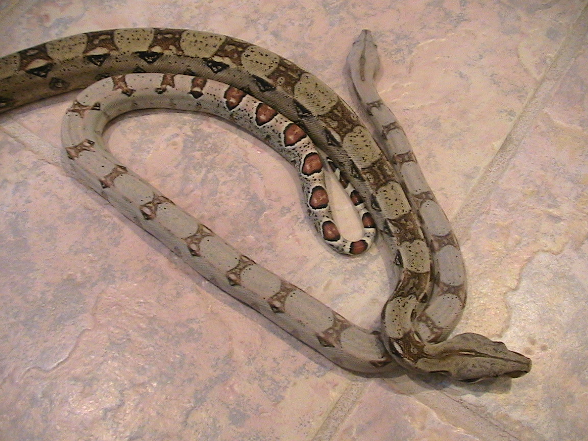 Tj Pastel het/ Unkown Pastel het