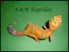 tangerine leopard gecko