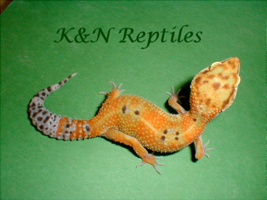 tangerine leopard gecko