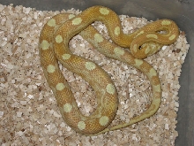 butter motley