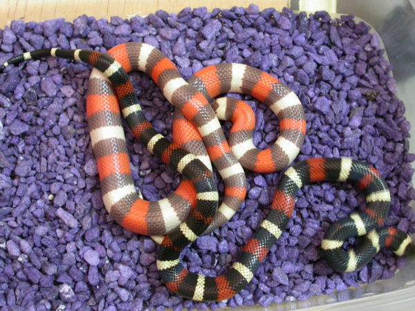 Hypo Pueblan