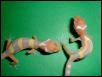Carrot head albino leopard geckos