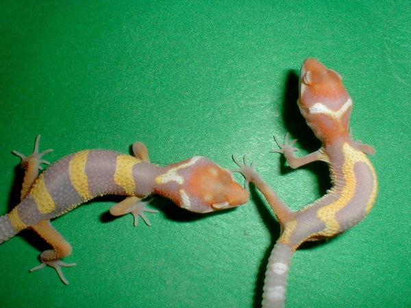 Carrot head albino leopard geckos