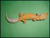 Tangerine albino leopard gecko