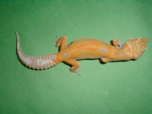 Tangerine albino leopard gecko