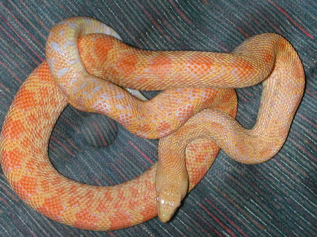 05 Hybino Bullsnake "Fred"