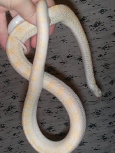 05 Snow Bullsnake "Hedwig"