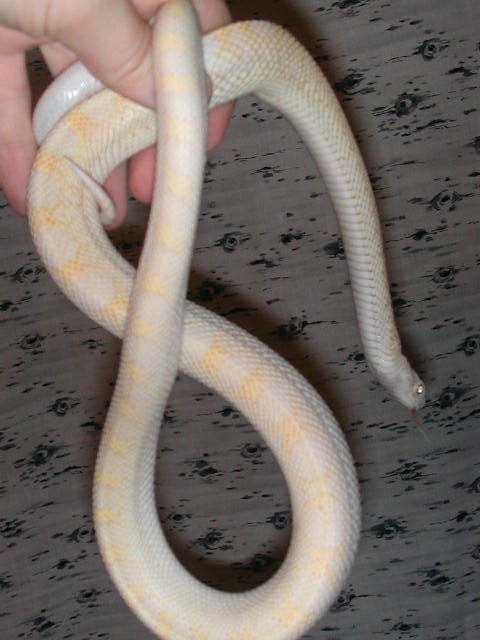 05 Snow Bullsnake "Hedwig"