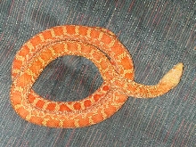 05 Hybino Bullsnake "Ron"
