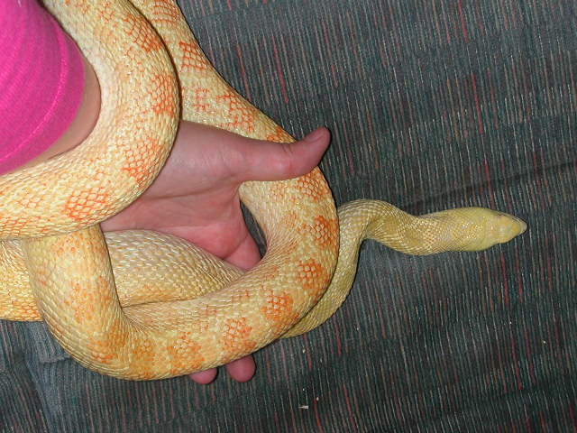 Adult Albino Bullsnake "Ginny"