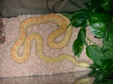 Adult Albino Bullsnake "Ginny"