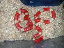 05 Albino Nelsons "Twizler"