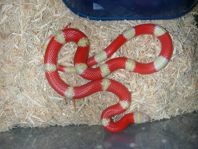 05 Albino Nelsons "Twizler"