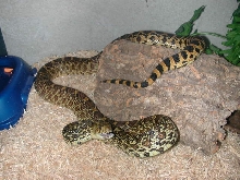 04 het Blizzard Bullsnake "Harry"