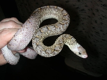 05 Ghost Bullsnake "Myrtle"