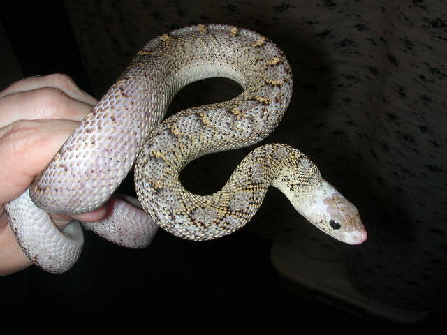 05 Ghost Bullsnake "Myrtle"