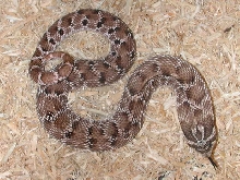 Mexican Hognose "Kenny"