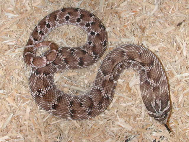 Mexican Hognose "Kenny"