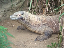 Komodo Dragon at Pittsburgh Zoo