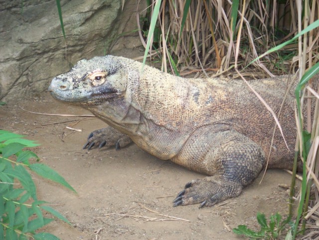 Komodo Dragon at Pittsburgh Zoo
