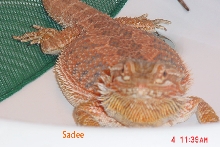 Pic of red/orange female when cool